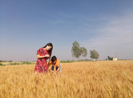 海兴气象服务吹动金色麦浪...