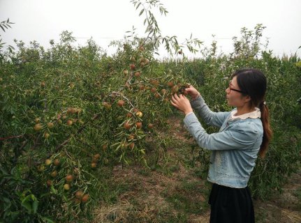 海兴县气象局启动冬枣成熟期专项气象服务...